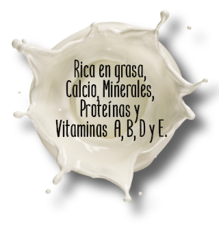 Huesos sanos fuertes con productos lácteos